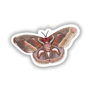 Clear Cecropia Brown Moth   Precision Cut Decal