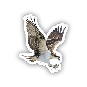 Cool Realistic Osprey Bird  Precision Cut Decal