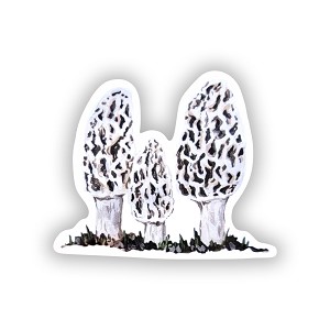 Morel Mushroom  Precision Cut Decal