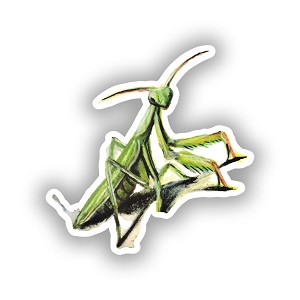 Praying Mantis Sticker (Peel N'Stick)