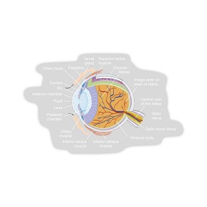 Human Eye Anatomy  Sticker (Peel N'Stick)