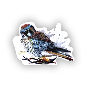 American Kestrel  Sticker (Peel N' Stick)