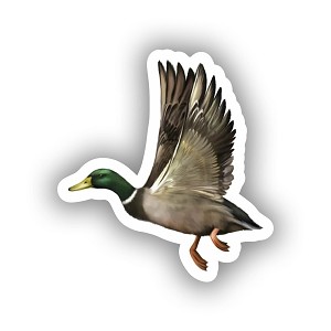 Male Mallard Duck.   Sticker (Peel N' Stick)